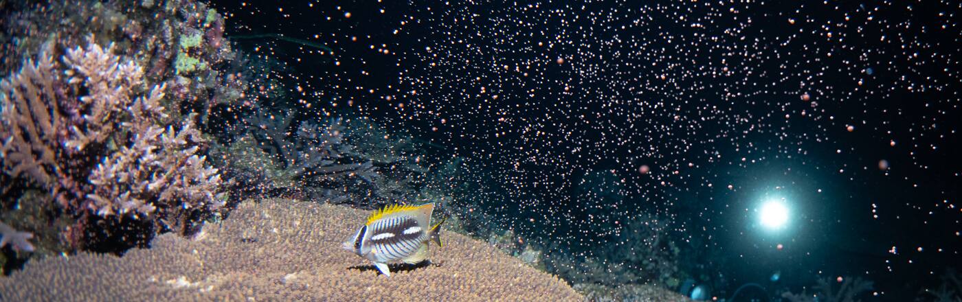 サンゴの産卵 2026年