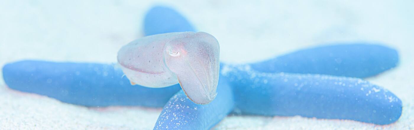 ダイビング講習