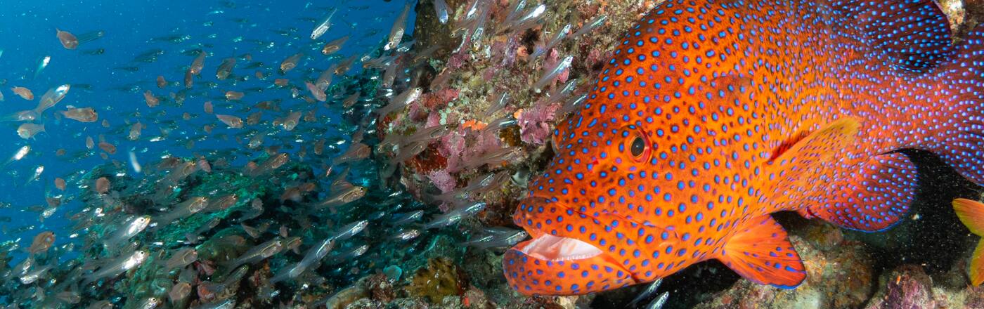 ファンダイビング