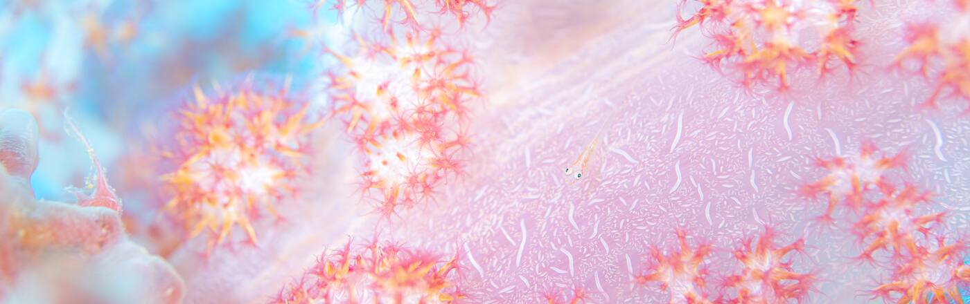 近所の宿泊施設