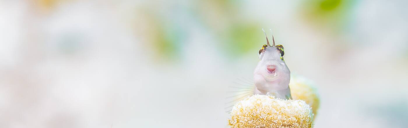 キャンセルポリシー