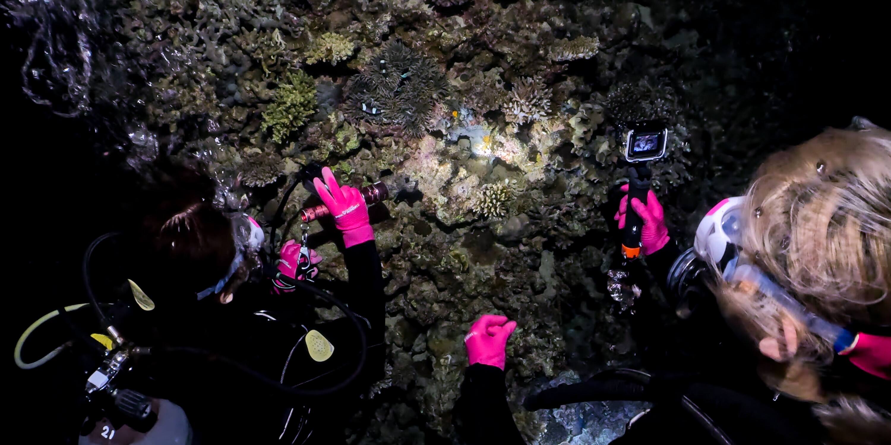 ナイトダイビング